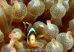 This Image was taken dring the Sodwana bay shootout 2011 ... by Michael Hindley 
